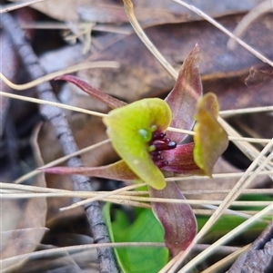 Chiloglottis sp. aff. jeanesii at suppressed - 30 Oct 2024