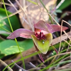 Chiloglottis sp. aff. jeanesii at suppressed - 30 Oct 2024