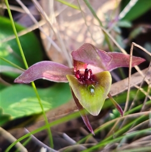 Chiloglottis sp. aff. jeanesii at suppressed - 30 Oct 2024