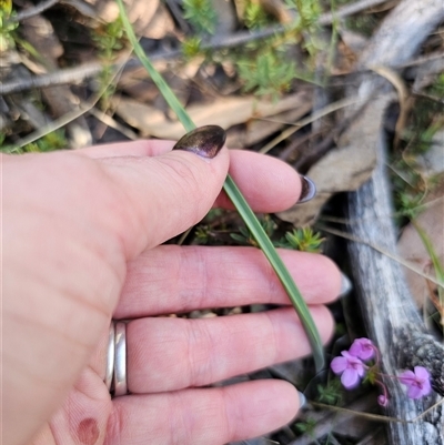 Thelymitra sp. (A Sun Orchid) at Tinderry, NSW - 30 Oct 2024 by Csteele4