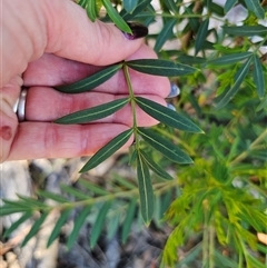 Polyscias sambucifolia at Tinderry, NSW - 30 Oct 2024