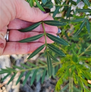 Polyscias sambucifolia at Tinderry, NSW - 30 Oct 2024