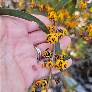 Daviesia suaveolens at Tinderry, NSW - 30 Oct 2024