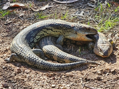 Tiliqua nigrolutea (Blotched Blue-tongue) at Tinderry, NSW - 30 Oct 2024 by Csteele4