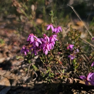 Tetratheca bauerifolia at Tinderry, NSW - 30 Oct 2024