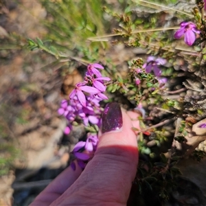 Tetratheca bauerifolia at Tinderry, NSW - 30 Oct 2024