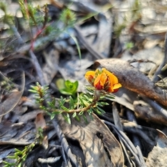 Pultenaea subspicata (Low Bush-pea) at Tinderry, NSW - 30 Oct 2024 by Csteele4