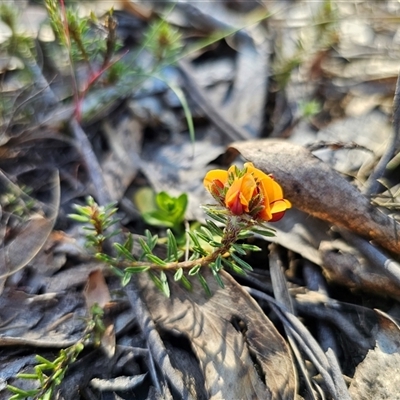 Pultenaea subspicata (Low Bush-pea) at Tinderry, NSW - 30 Oct 2024 by Csteele4