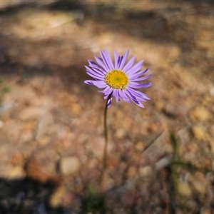 Brachyscome spathulata at Tinderry, NSW - 30 Oct 2024 04:16 PM