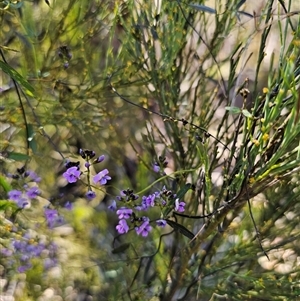 Glycine clandestina at Tinderry, NSW - 30 Oct 2024 04:14 PM