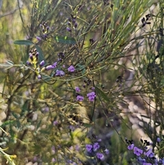 Glycine clandestina at Tinderry, NSW - 30 Oct 2024 04:14 PM