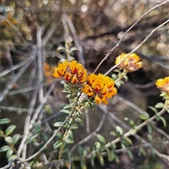 Oxylobium ellipticum (Common Shaggy Pea) at Tinderry, NSW - 30 Oct 2024 by Csteele4