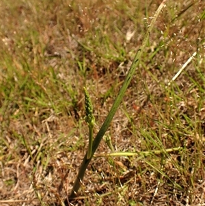 Microtis sp. at Cook, ACT - 28 Oct 2024