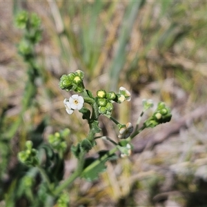 Hackelia suaveolens at Weetangera, ACT - 29 Oct 2024 11:45 AM