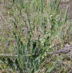 Hackelia suaveolens at Weetangera, ACT - 29 Oct 2024 11:45 AM