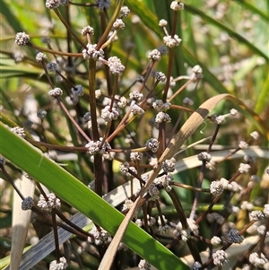 Lomandra multiflora at Weetangera, ACT - 29 Oct 2024