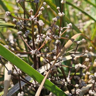 Lomandra multiflora (Many-flowered Matrush) at Weetangera, ACT - 29 Oct 2024 by sangio7