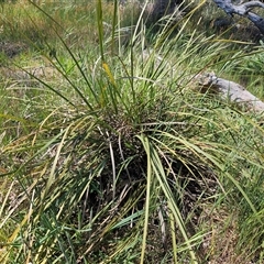 Lomandra multiflora at Weetangera, ACT - 29 Oct 2024