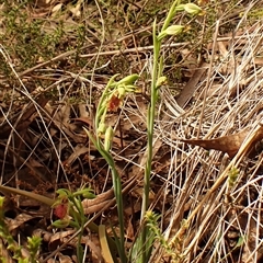 Calochilus montanus (Copper Beard Orchid) at Aranda, ACT - 25 Oct 2024 by CathB