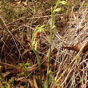 Calochilus montanus at Aranda, ACT - 25 Oct 2024