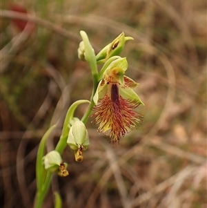 Calochilus montanus at Aranda, ACT - 25 Oct 2024