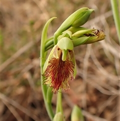 Calochilus montanus at Aranda, ACT - 25 Oct 2024