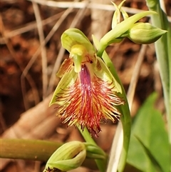 Calochilus montanus at Aranda, ACT - 25 Oct 2024