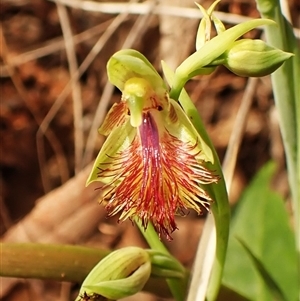 Calochilus montanus at Aranda, ACT - 25 Oct 2024