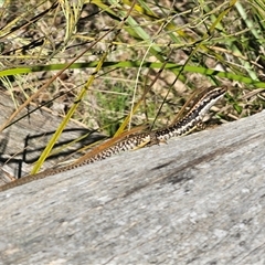 Eulamprus heatwolei (Yellow-bellied Water Skink) at Tinderry, NSW - 30 Oct 2024 by Csteele4