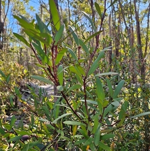 Persoonia silvatica at Tinderry, NSW - 30 Oct 2024