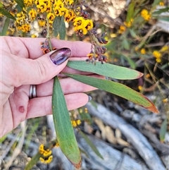 Persoonia silvatica at Tinderry, NSW - 30 Oct 2024