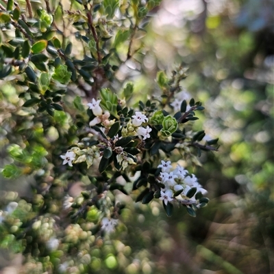 Acrothamnus hookeri (Mountain Beard Heath) at Tinderry, NSW - 30 Oct 2024 by Csteele4