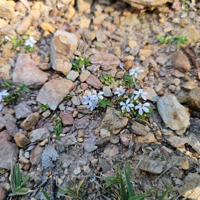 Lobelia pedunculata (Matted Pratia) at Tinderry, NSW - 30 Oct 2024 by Csteele4