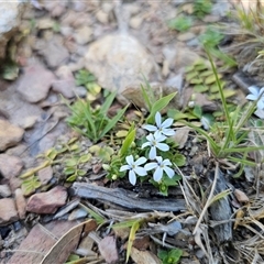 Lobelia pedunculata at Tinderry, NSW - 30 Oct 2024