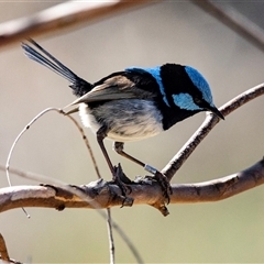 Malurus cyaneus (Superb Fairywren) at Bredbo, NSW - 29 Oct 2024 by AlisonMilton