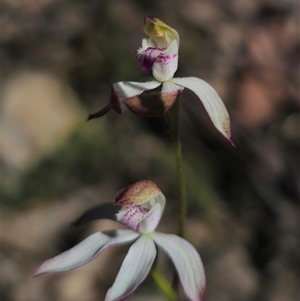 Caladenia moschata at Tinderry, NSW - 30 Oct 2024