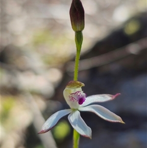 Caladenia moschata at Tinderry, NSW - 30 Oct 2024