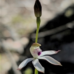 Caladenia moschata at Tinderry, NSW - 30 Oct 2024