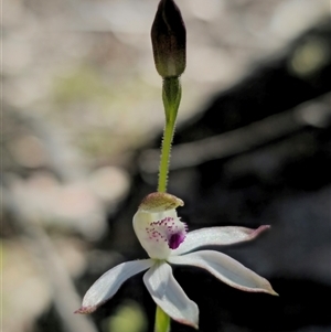 Caladenia moschata at Tinderry, NSW - 30 Oct 2024