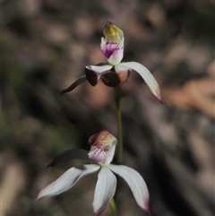 Caladenia moschata at Tinderry, NSW - 30 Oct 2024