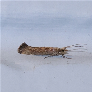 Plutella xylostella at Turner, ACT - 27 Oct 2024