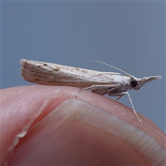 Culladia cuneiferellus (Crambinae moth) at Turner, ACT - 27 Oct 2024 by ConBoekel