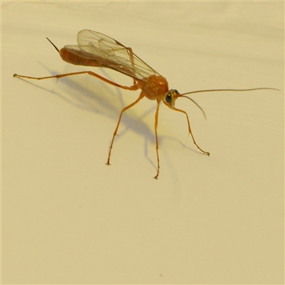 Ichneumonidae (family) (Unidentified ichneumon wasp) at Turner, ACT - 27 Oct 2024 by ConBoekel