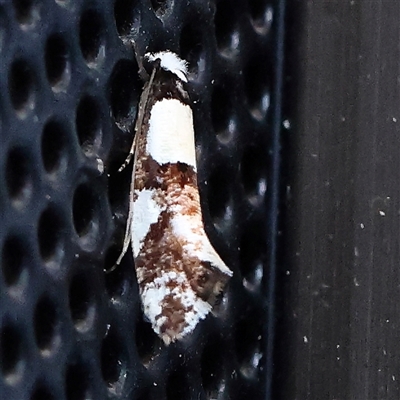 Monopis icterogastra (Wool Moth) at Turner, ACT - 27 Oct 2024 by ConBoekel