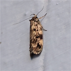 Barea subviridella (A Concealer moth) at Turner, ACT - 27 Oct 2024 by ConBoekel