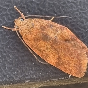 Oligoloba severa at Bungendore, NSW - suppressed