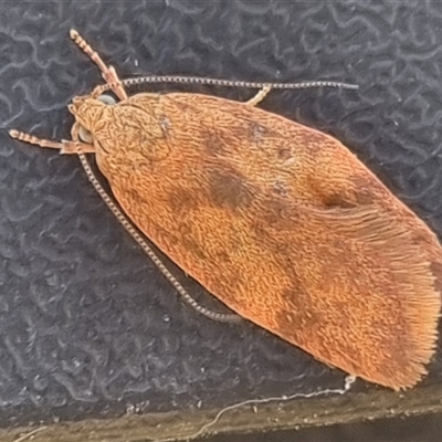 Oligoloba severa (Wingia group) at Bungendore, NSW - 30 Oct 2024 by clarehoneydove