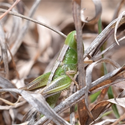 Praxibulus sp. (genus) (A grasshopper) at Bredbo, NSW - 29 Oct 2024 by DianneClarke