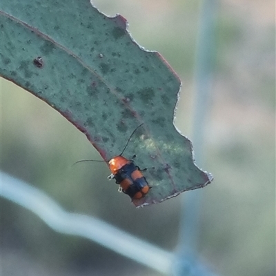 Aporocera (Aporocera) jocosa (Leaf beetle) at Bungendore, NSW - 30 Oct 2024 by clarehoneydove