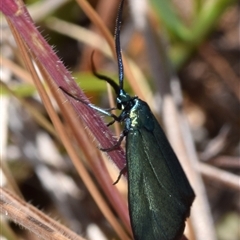 Pollanisus (genus) (A Forester Moth) at Bredbo, NSW - 29 Oct 2024 by DianneClarke